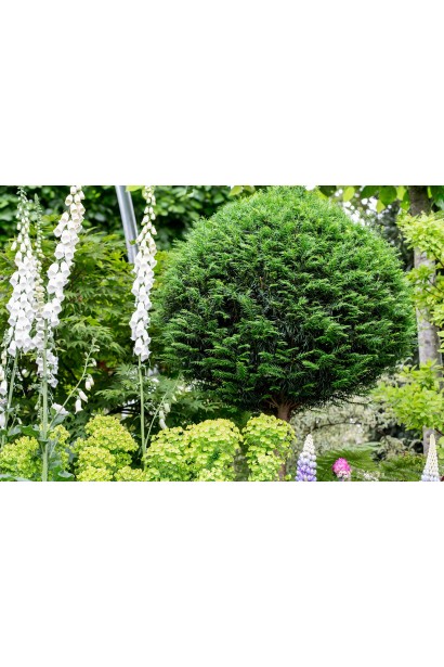 Тис ягідний Топіар Куля на штамбі  в ландшафті